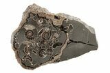 Polished Ammonite (Promicroceras) Slice - Marston Magna Marble #211373-1